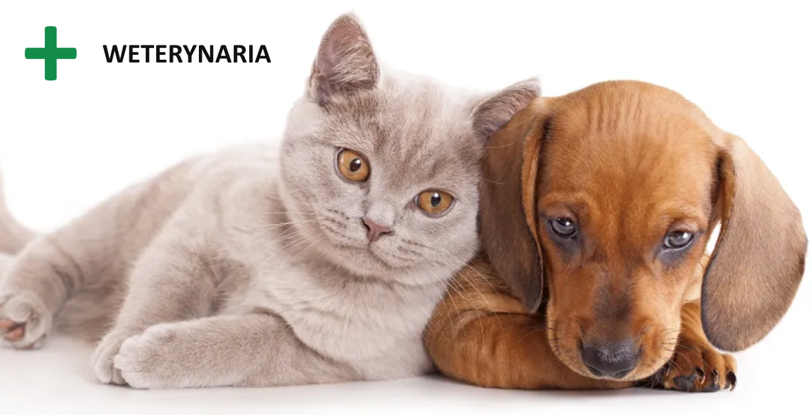 Oferta EpicMED dla weterynarii